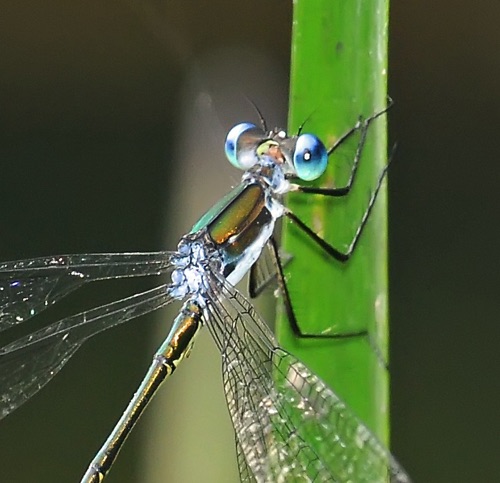 Male
2010_08_18_Macon_NC